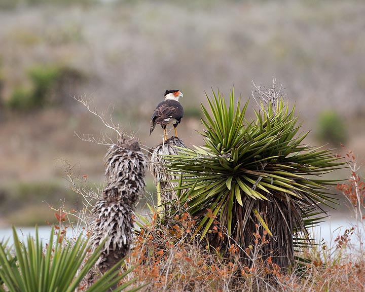 Crested Caracara