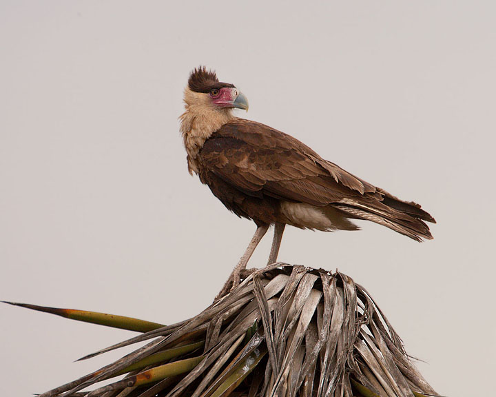 Crested Caracara