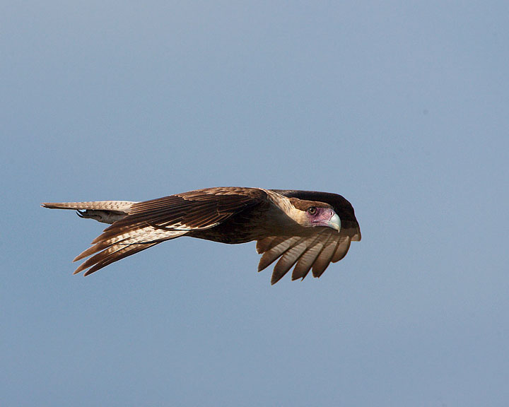 Crested Caracara