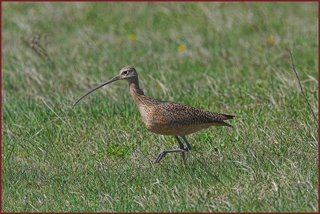 long-billed curlew