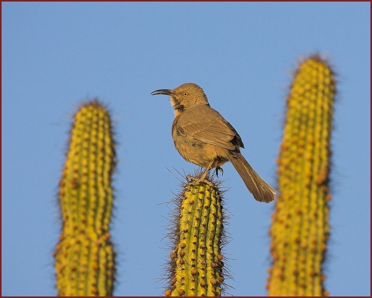 Curve-billed Thrasher