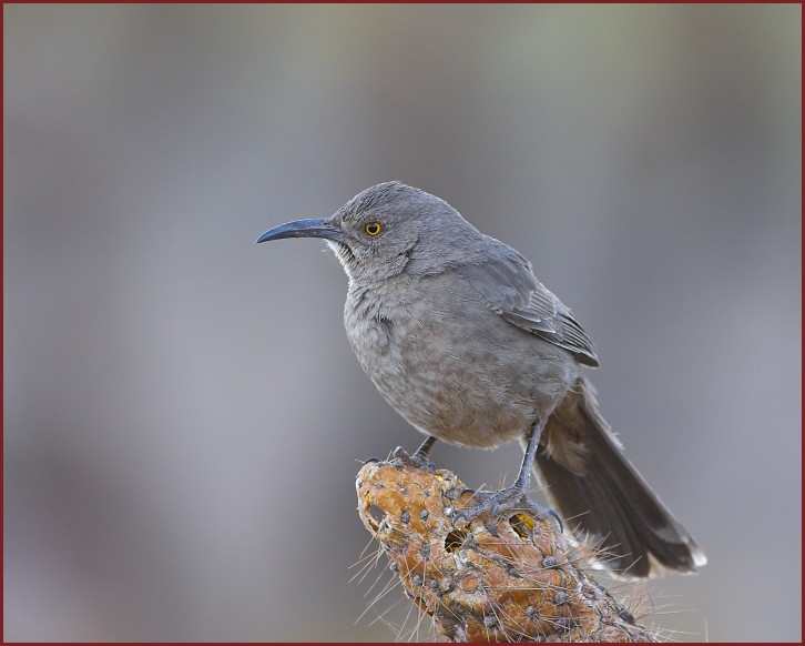 Curve-billed Thrasher