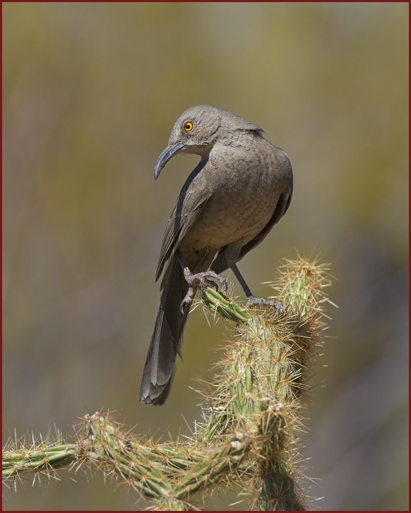 Curve-billed Thrasher