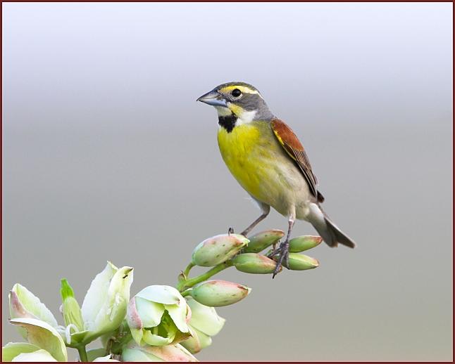 dickcissel