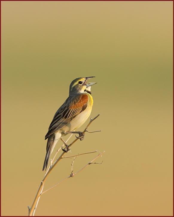 dickcissel