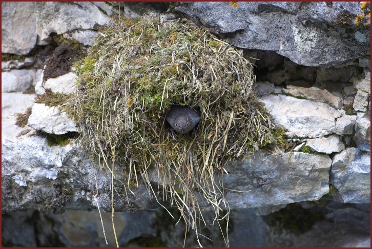 American dipper nest