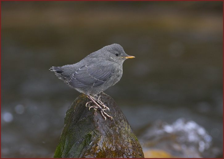 American Dipper fledgling