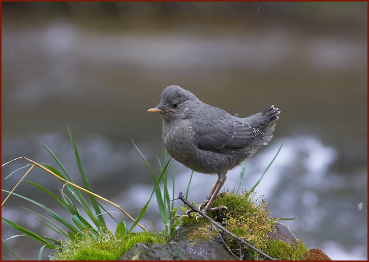 American dipper Spearfish Canyon