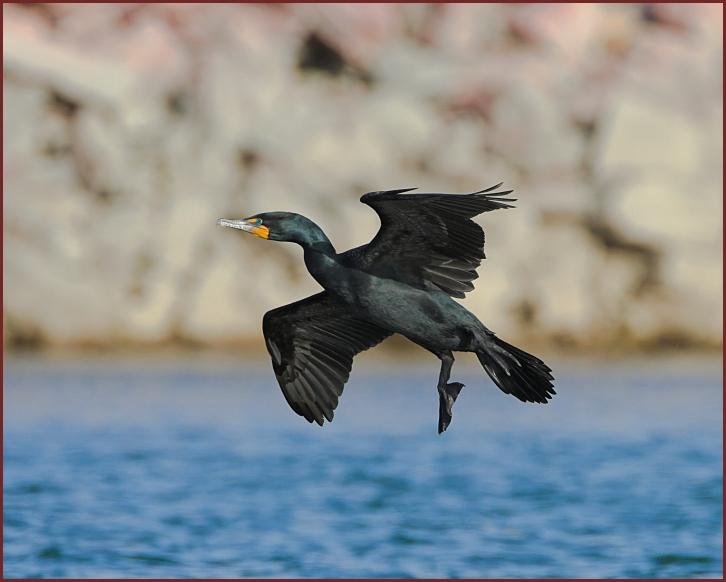 double-crested cormorant