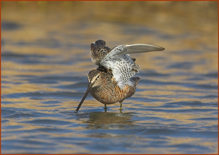 long-billed dowitcher