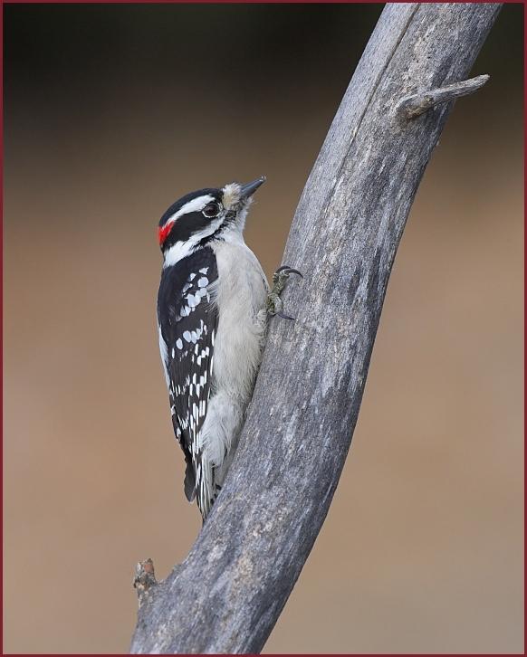 downy woodpecker