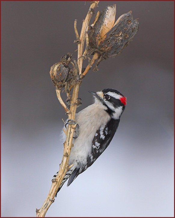 downy woodpecker