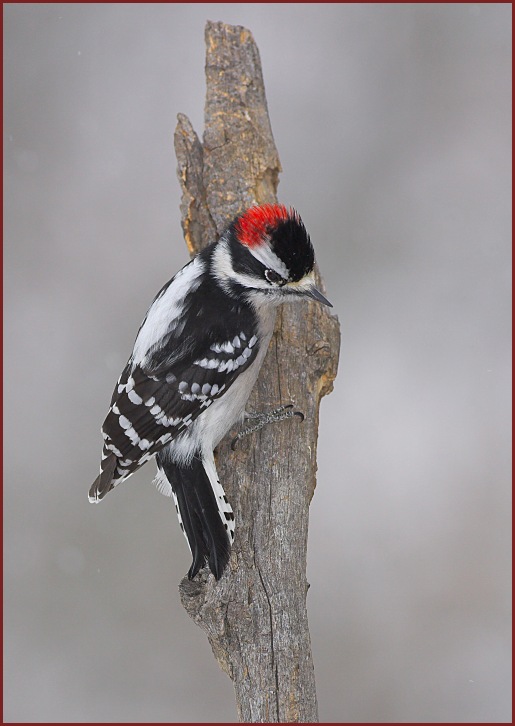 downy woodpecker