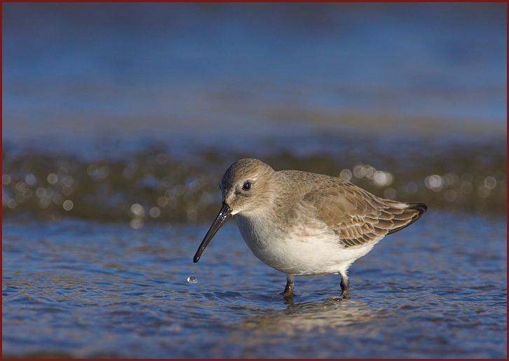 dunlin