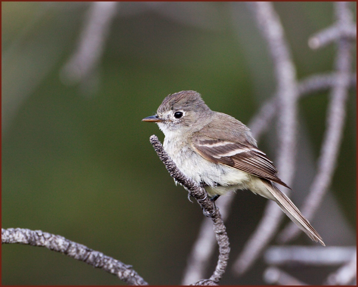 dusky flycatcher