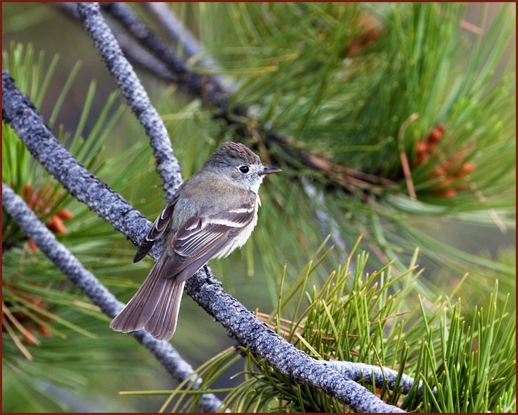 dusky flycatcher