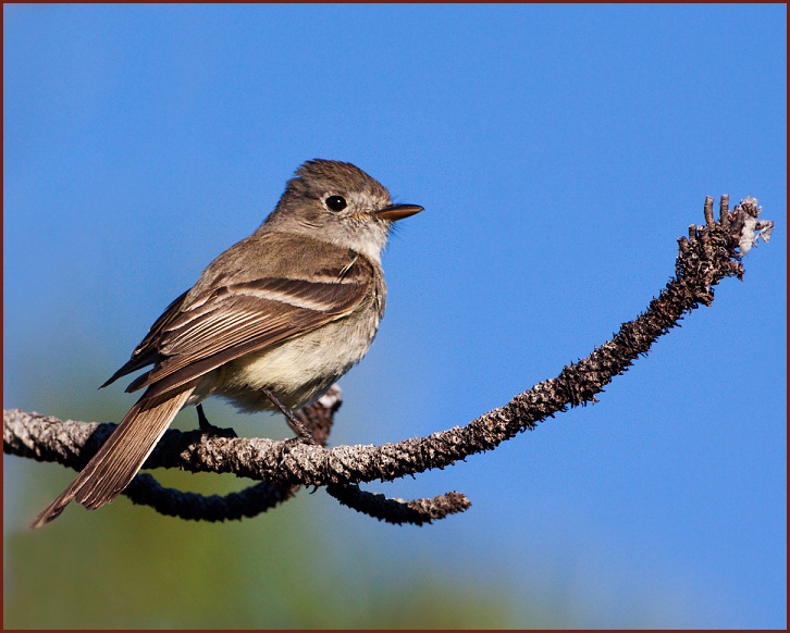 dusky flycatcher