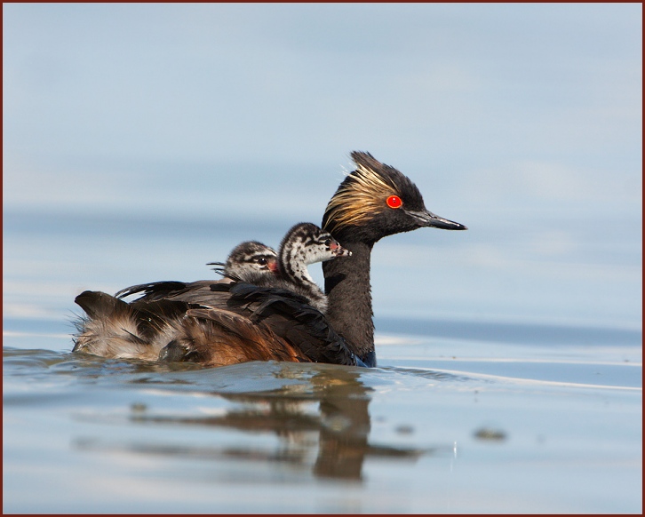 Eared Grebe