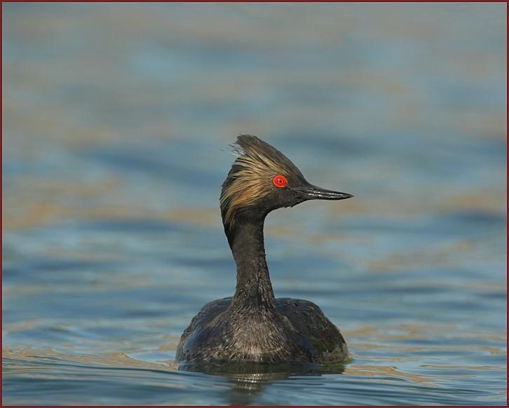 eared grebe