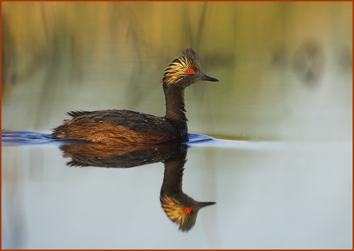 eared grebe