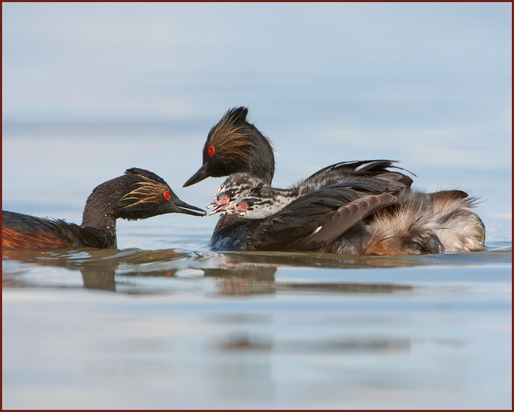 eared grebe