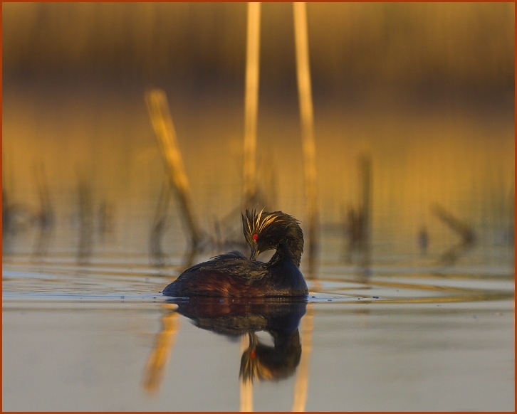 eared grebe