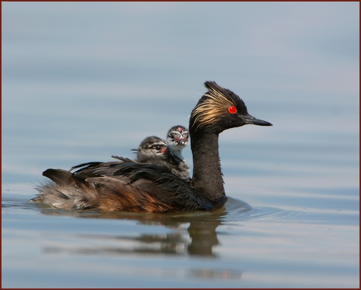 Eared Grebe