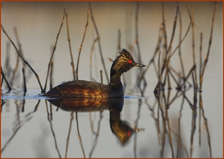 eared grebe