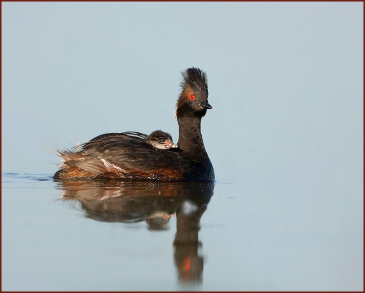 eared grebe