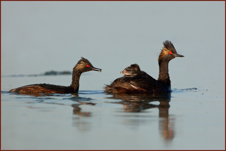 Eared Grebe