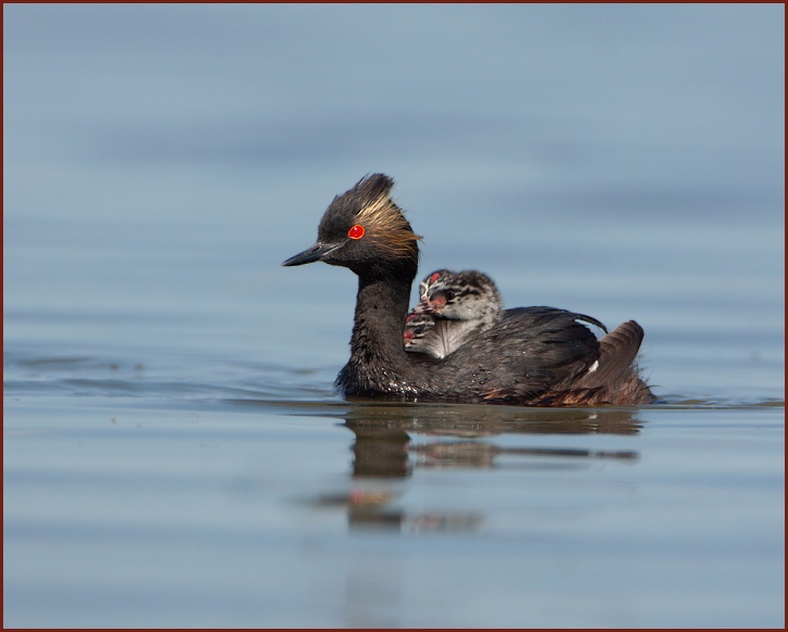 eared grebe