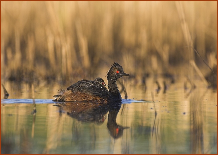 eared grebe