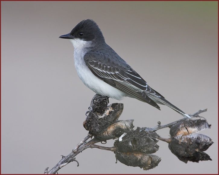 eastern kingbird