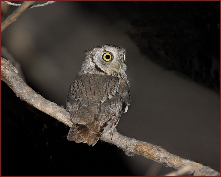 eastern screech-owl