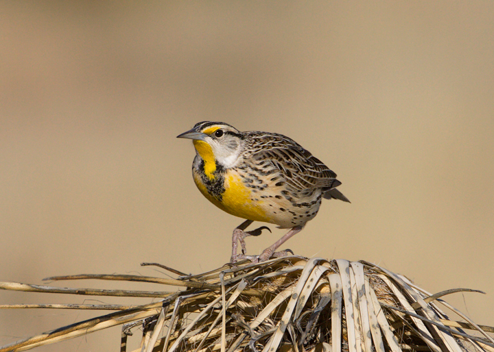 Eastern Meadowlark