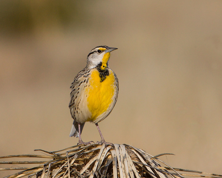 Eastern Meadowlark