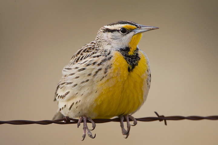 Eastern Meadowlark