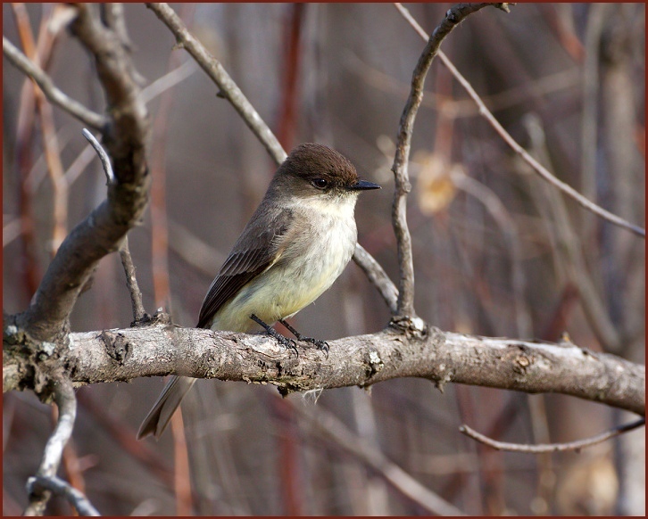 Eastern Phoebe