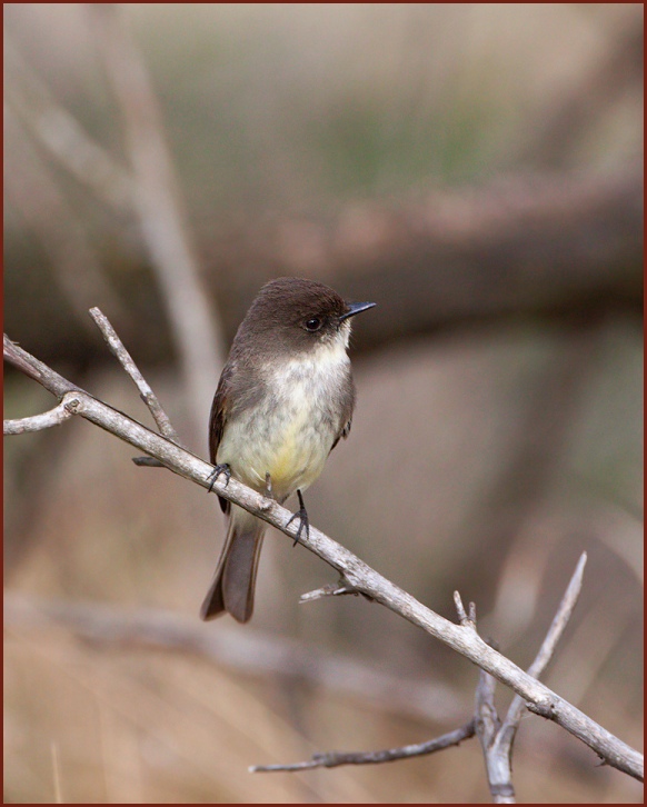 Eastern Phoebe