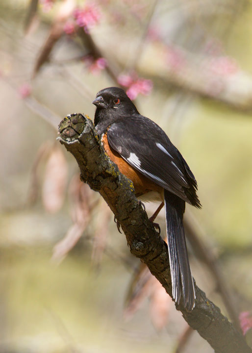 eastern towhee