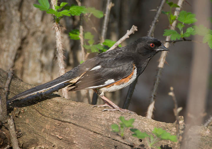 eastern towhee