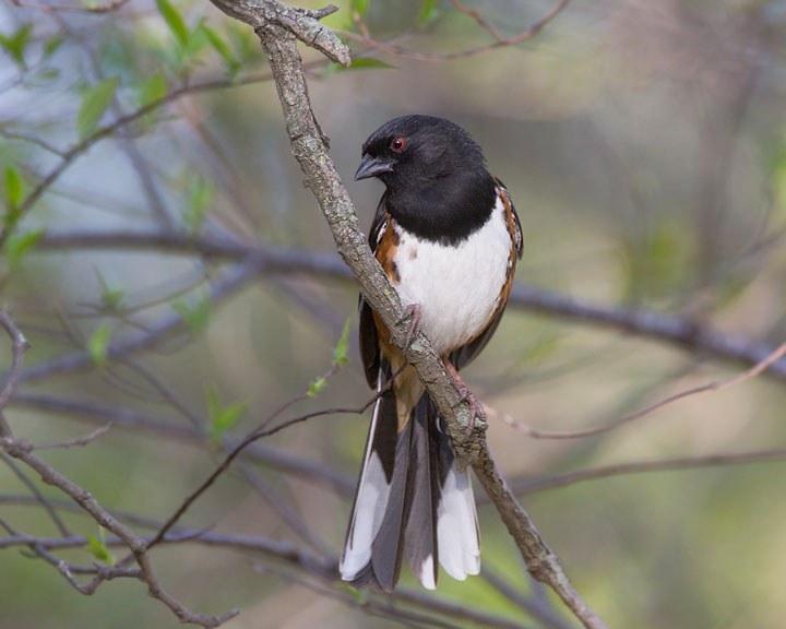 eastern towhee