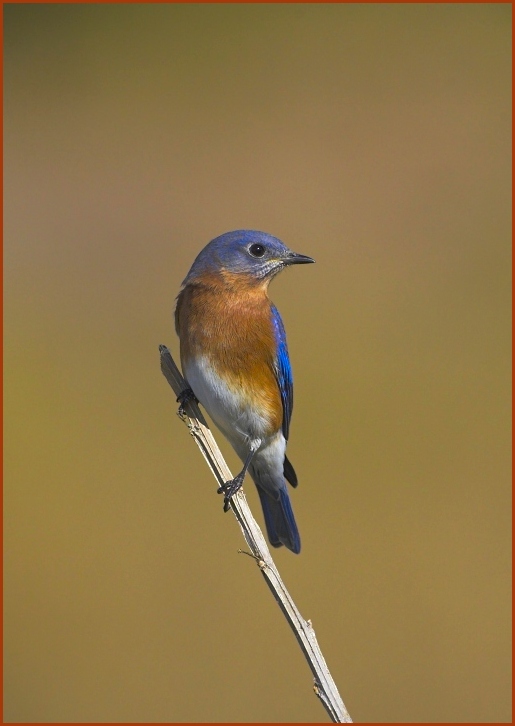 eastern bluebird