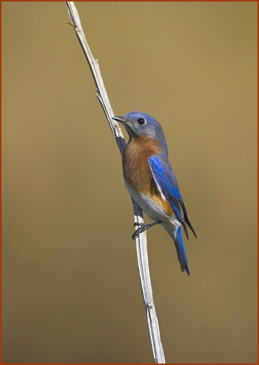 eastern bluebird