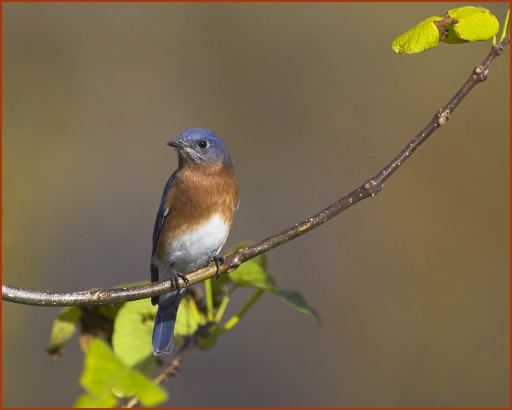 eastern bluebird