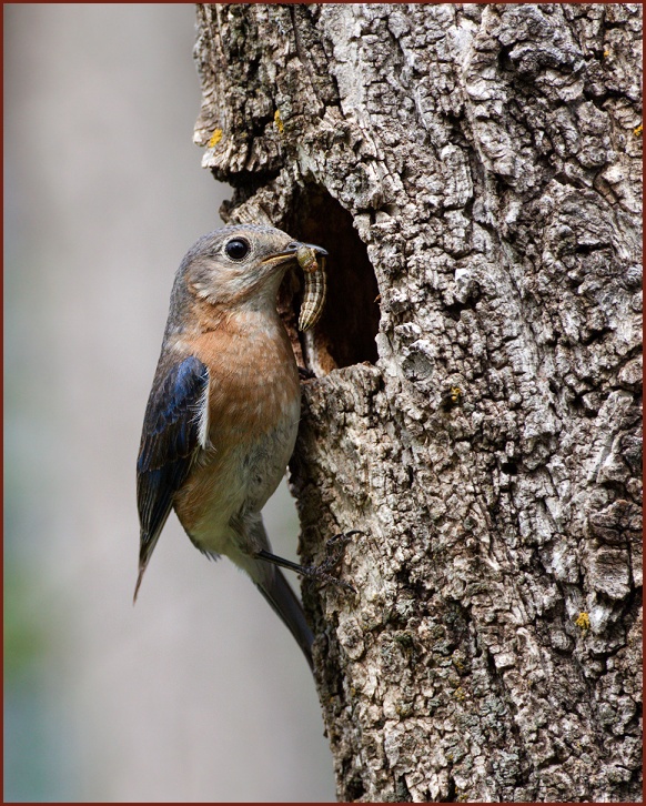 Eastern Bluebird