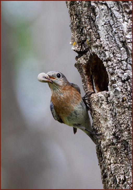 Eastern Bluebird removing fecal sac