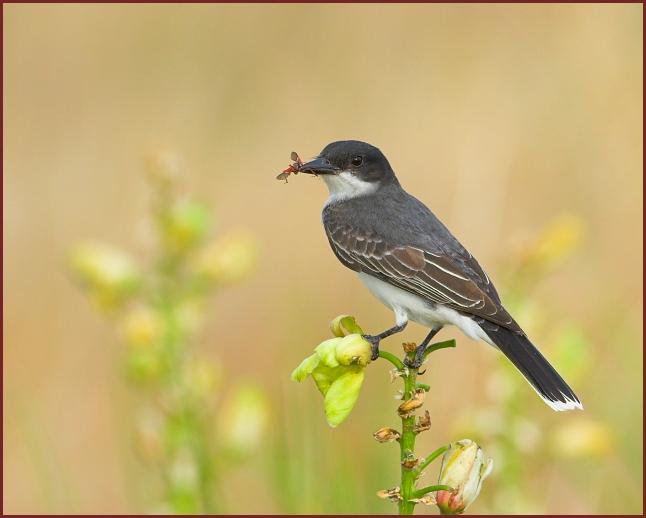 eastern kingbird