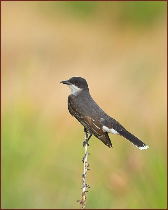 eastern kingbird