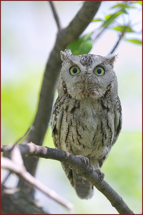 eastern screech-owl